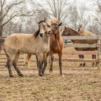 Natural Therapies to the Rescue
