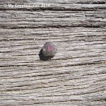 Watermelon Tourmaline