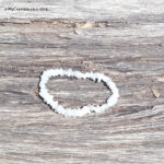 Moonstone Bracelet - Buy Crystals Online Moonstone Bracelet