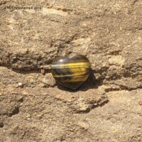 Tiger Eye Heart